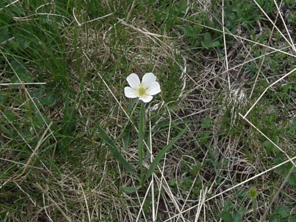 Ranunculus kuepferi a fiore doppio